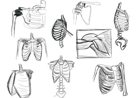 Anatomy Sketches to practice using my busted thumb again #anatomy #sketch #digitalart #hips #art Ribcage Anatomy Drawing, Simple Ribcage Drawing, Ribcage Drawing, Sketches To Practice, Chest Anatomy, Muscle Study, Male Torso Anatomy, Sketch Tutorial, Body Shape Sketch