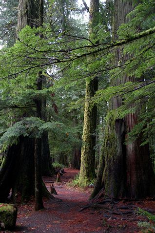 Cathedral Grove | Big Trees: Pictures & Politics | Big Trees as Cathedrals of Nature Calming Images, Big Trees, Sequoia Tree, Landscape Art Quilts, Forest Aesthetic, Temperate Rainforest, Canada Road Trip, Big Tree, British Columbia Canada