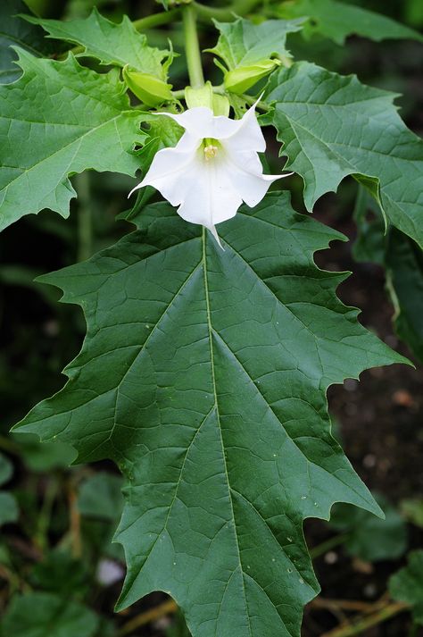 Faerie Tattoo, Dark Faerie, Thorn Apple, Tattoo Sleeve, Clematis, Chrysanthemum, Photography Photos, Sleeve Tattoos, Plant Leaves