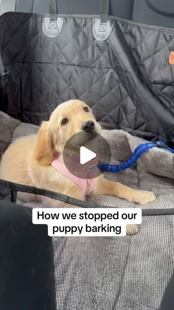 Nellie the Golden Retriever on Instagram: "How we stopped our puppy barking🐶  This is something I wanted to deal with from the beginning, as I struggle with headaches & can be sensitive to loud noises. We are not trained professionals but this is just what worked for us. Some tips👇🏼  1. Keep training sessions with young puppies short and sweet (5/10 minute blocks) as they can get easily frustrated and have a very short attention span. 2. Instead of giving their barking a reaction by saying “no” or “stop”, instead stay silent, avoid eye contact and turn away. 3. Once they stop barking, you can turn back around, reward them and give lots of attention and treats. 4. You can also ask them to sit when they stop barking before you turn around. We used to do this with Nellie to stop her from j Stop Puppy Barking, Puppies Barking, Puppy Barking, Stay Silent, Short Attention Span, Getting A Puppy, Dog Info, Attention Span, Short And Sweet