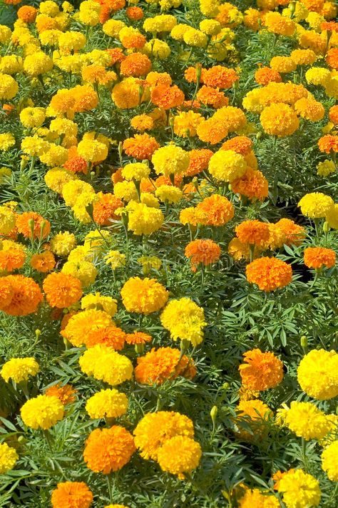 Flower Of October, Santoshi Mata, Marigold Seeds, Full Sun Annuals, Growing Marigolds, Garden Catalogs, Marigold Flowers, Urban Farmer, Sun Flowers