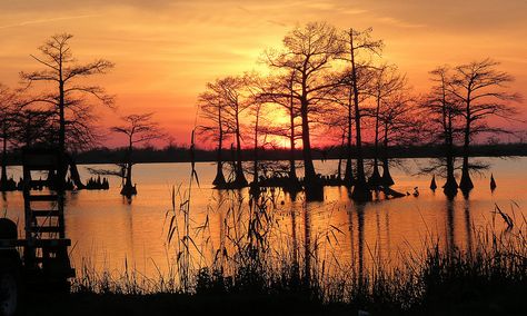 Venice, Louisiana. Bayou Sunset by Karl Agre, M.D. on Flickr Venice Louisiana, Swamp Sunset, New Orleans Bayou, Louisiana Swamp, Louisiana Bayou, Louisiana Art, Bald Cypress, American Road, South Louisiana