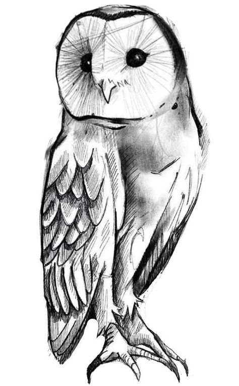 Owl Drawing Simple Step By Step, Owl Drawings, Owl Sketch, Owl Drawing, Owl Tattoo Design, Owls Drawing, White Owl, Owl Tattoo, Animal Sketches