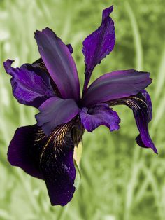 Black Iris (Iris chrysographes) Japanese Iris, Gothic Garden, Black Iris, Iris Flowers, Black Flowers, Irises, Exotic Flowers, Purple Flower, Flower Beauty