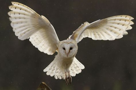 I submitted a short story to another writing contest. This time it's about a little barn owl who helps a lost child. I hope you like it! Barn Owl Drawing, Barn Owl Tattoo, Owl Tattoo Sleeve, Barn Owl Necklace, Barn Owl Art, Owl Facts, Owl Wings, Owl Photography, Nocturnal Birds