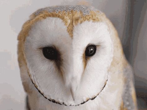 Barn Owl Aesthetic, Owl Gifs, Owl Aesthetic, Weasley Family, Goblin King, Owl Photos, Aesthetic Gif, Barn Owl, Cute Birds