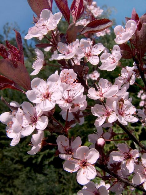 Prunus Ã cistena | purple-leaf sand cherry Shrubs/RHS Gardening Purple Leaf Sand Cherry Bush, Sand Cherry Shrub, Purple Leaf Sand Cherry, Prunus Shirotae, Prunus Kanzan, Sand Cherry, Prunus Serotina, Buy Plants Online, Wildlife Gardening