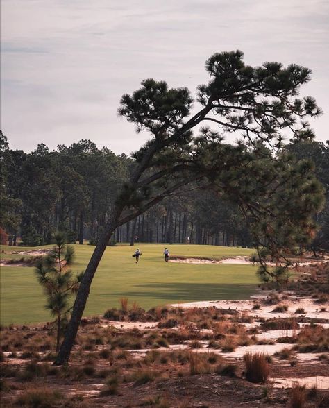 golf photography and golf news on Instagram: “📸 Pinehurst Resort, NC @thegolfhawk  #golf #photography #golfphotography #golfporn #iconic #usa #linksgem #cliff #green #rory #tiger #goat…” Golf Scenery, Golf Course Pictures, Golf Sunset, Pinehurst Golf, Golf Course View, Golf Photography, Golf Course Sunset, Market Street, Golf Courses