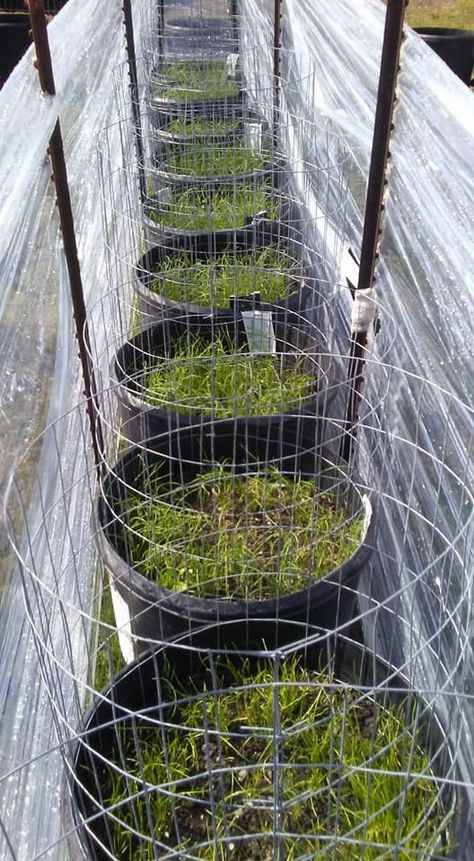 Makeshift greenhouse. “the plastic is pallet wrap. we been doing this for a few years now. t posts and pallet wrap. the plastic will not dry rot and will hold up to strong wind and storms. will not come down or fail until you take it down. it takes a little practice but dont pull it to tight.” Not my picture, from Facebook greenhouse group. Bucket Gardening, Saran Wrap, Garden Makeover, Plastic Wrap, Diy Greenhouse, Balcony Garden, My Pictures, Home Improvement, Outdoor Structures