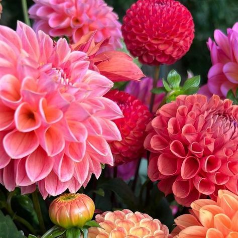 Dorset Dahlias on Instagram British Flowers, English Country Gardens, Locally Grown, Seasonal Flowers, Kitchen Garden, Amazing Flowers, The Field, Dahlia, The Kitchen