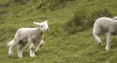 This frolicking little lamb. | 18 Adorable Sheep GIFs To Ring In The Lunar New Year Juvelee Ceveneth, Butterscotch Krimpets, Butterscotch Frosting, Animals Gif, Anne Morrow Lindbergh, Jesus King, Cozy Things, Finding Neverland, Open Season