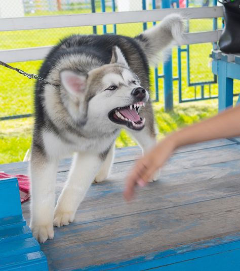 Defining what aggression means is not easy, because there are so many variables associated with what is a highly complex behavior. But by investigating the function served by an aggressive act as well as why it occurs and what result it achieves from the dog’s point of view, we can begin to gain a better understanding. Kangal Dog, Puppy Obedience Training, Dog Commands, Dog Potty Training, House Training Dogs, Dog Training Techniques, Aggressive Dog, Dog Agility, Dog Biting