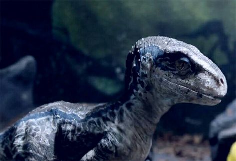 Baby Blue the Velociraptor Jurassic World Raptors, Jurassic Park Trilogy, Jurassic World Wallpaper, Jurassic Movies, Blue Jurassic World, New Jurassic World, Jurassic World 3, Jurassic World 2, Raptor Dinosaur