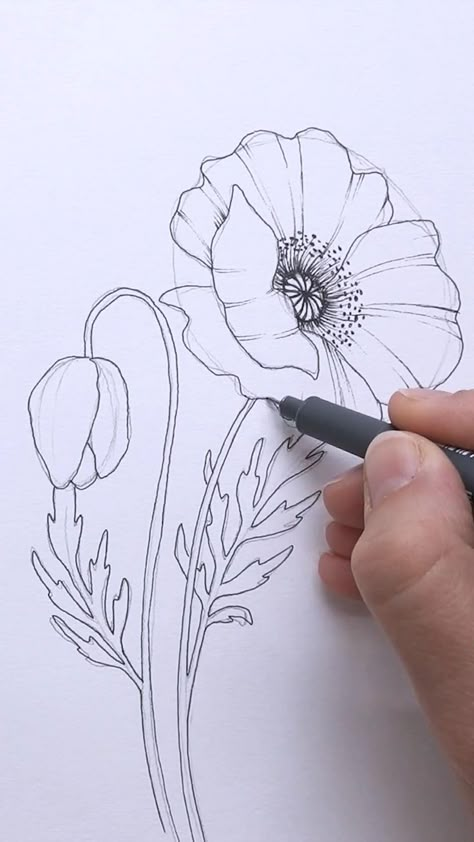 Tutorial Flower Drawing, Flower Drawing Poppy, How To Draw Poppy, Drawing Poppies, Poppy Flower Drawing Simple, How To Draw Poppy Flowers, How To Draw Poppies, Flower Art Drawing Simple, Anemone Drawing