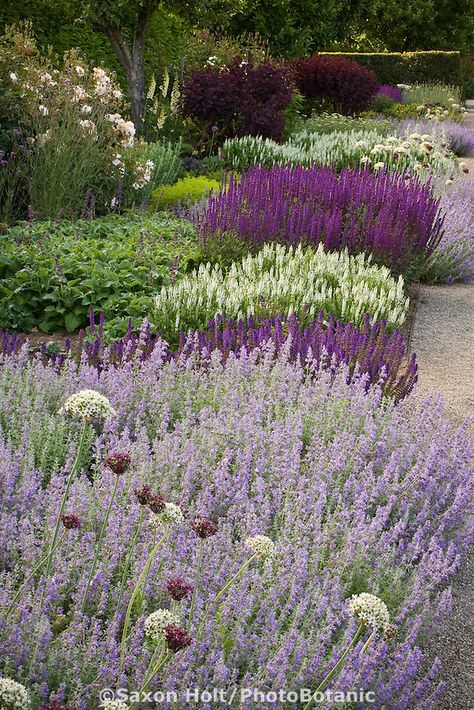 Summer perennial border with Catnip, ornamental onion flowers (Allium), white and purple sage (Salvia) Onion Flowers, Ornamental Onion, Garden Library, Onion Flower, Purple Sage, Perennial Border, Sitges, Love Garden, Garden Borders