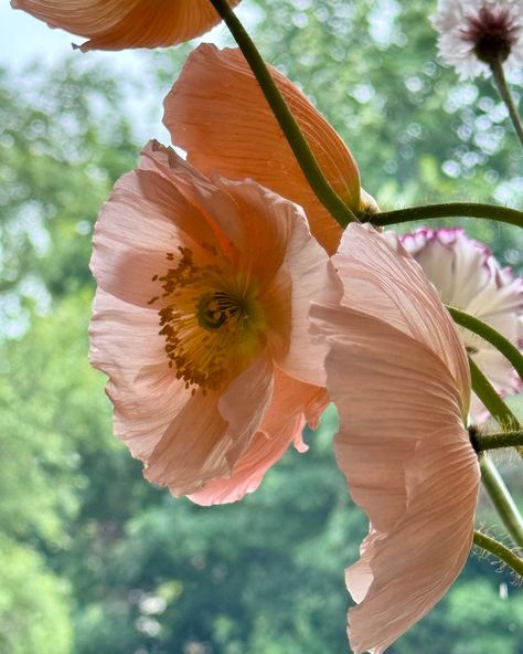 Icelandic poppies 🔥 @keythorpe_hall #icelandicpoppy #britishgrownflowers #flowersfromthefarm #britishpoppies Iceland Poppy Bouquet, Blue Himalayan Poppy, Himalayan Blue Poppy Flower, Iceland Poppy Flower, Icelandic Poppies, Poppy Flower, Flower Photos, Iceland, Poppies