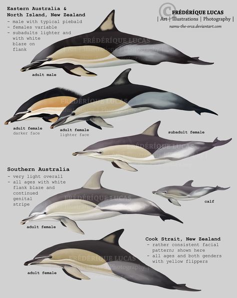 Southern Right Whale, Ocean Mammals, Selena Gomez Latest, Dolphin Facts, Right Whale, Common Dolphin, Sea Mammal, Aquatic Animals, Marine Mammals