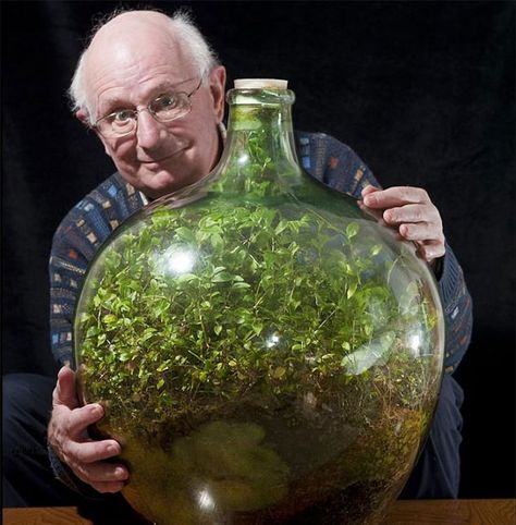 80-Year-Old Man Hasn't Watered This Sealed Bottle Garden Since 1972 And It's Still Alive Eco Garden, Mini Terrarium, Deco Nature, Bottle Garden, Have Inspiration, Terraria, Back Gardens, Interesting Stuff, Ecosystem