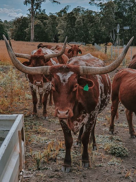 Longhorn Cattle Photography, Western Asthetic Picture, Cow Ranch, Cows Aesthetic, Cow Pics, Long Horns, Longhorn Cattle, Cow Print Wallpaper, Longhorn Cow