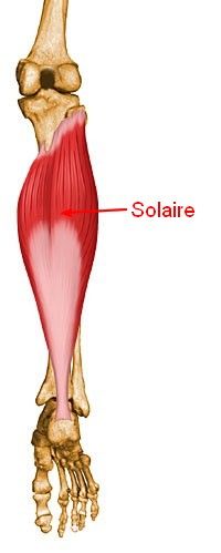 solaire Human Muscle Anatomy, Muscle Anatomy, Sports Medicine, Radiology, The Human Body, Muscles, Anatomy, Medicine, Human Body