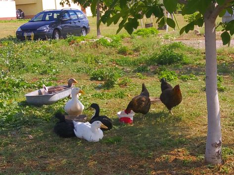 Balkan Summer, Childhood Aesthetic, European Summer Aesthetic, European Aesthetic, Europe Aesthetic, Farm Lifestyle, We Shed, Aesthetic Cottagecore, East Europe