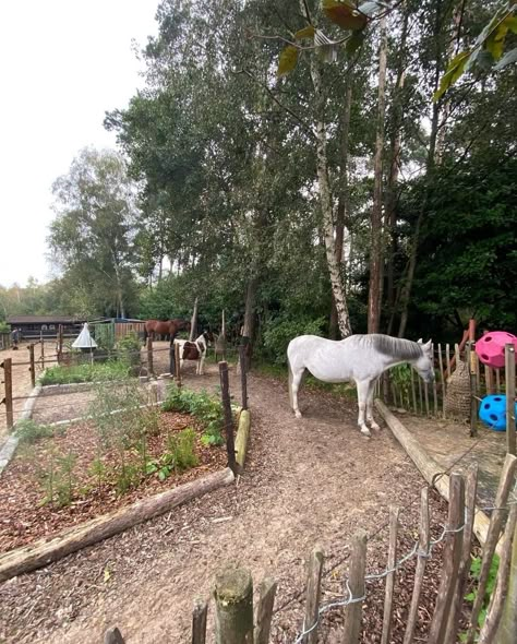 Paddock Paradise Ideas, Horse Yard, Equine Stables, Paddock Trail, Horse Paddock, Diy Horse Barn, Horse Barn Ideas Stables, Paddock Paradise, Horse Barn Designs