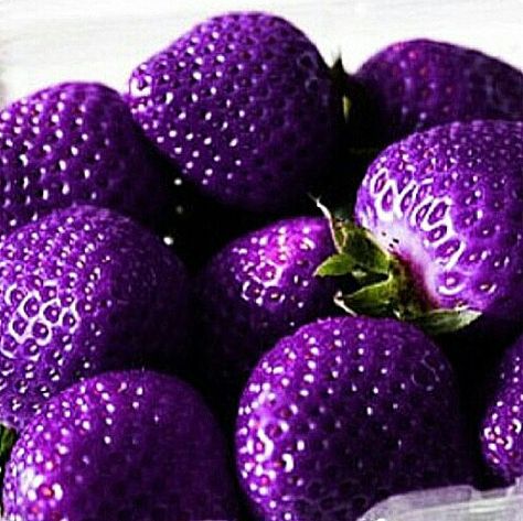 Purple strawberries Purple Strawberries, Purple Strawberry, Purple Food, Strawberry Seed, Strawberry Garden, Purple Vibe, Fruit Seeds, Purple Reign, Purple Love