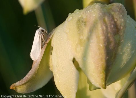 Yucca glauca (soapweed).  Niobrara Valley Preserve, Nebraska. Beautiful Moths, Yucca Plant, Adorable Creatures, The Moth, High Desert, Native Garden, Nature Conservation, Ornamental Plants, Natural History