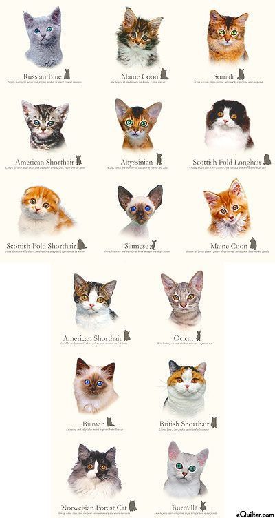 Cat Breeds Chart, Kitten Breeds, Burmilla, Ocicat, Types Of Cats, Cat Facts, Domestic Cat, Blue Cats, Cat Care