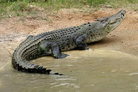 Crocodile Reference, Crocodile Photography, Freshwater Crocodile, Ship Reference, Crocodile Pictures, Crocodile Illustration, Flying Ship, Printmaking Projects, Wilderness Explorer