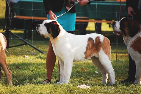 "When you’re in the market of adopting or selling purebred puppies, you’re bound to hear of registries like the American Kennel Club (AKC). But what exactly is the AKC..." Keep reading... 🔗↓↓ • #LancasterPuppies #DogBlog www.LancasterPuppies.com Boxer Breed, Most Beautiful Dog Breeds, Dog Crossbreeds, First Dog, Dog Breeds List, Beautiful Dog Breeds, Stud Dog, Lancaster Puppies, Beautiful Dog