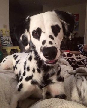 Long Haired Dalmatian, จีซอง Nct, Dalmatian Puppy, Dalmatian Dog, Pretty Animals, 웃긴 사진, Silly Animals, Cute Animal Photos, 영감을 주는 캐릭터