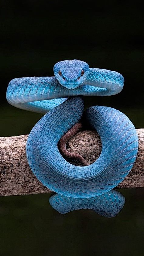 African Animals Photography, Snake Images, Viper Snake, Snake Photos, Snake Wallpaper, Colorful Snakes, Year Of The Snake, Wild Animals Pictures, Reptile Snakes