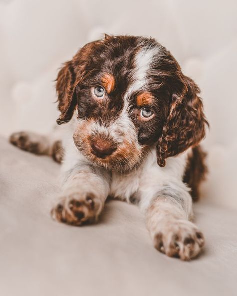 Springerdoodle Puppies Sproodle, doodle, springer spaniel Springerdoodle Puppy, Springer Doodle, Springer Doodle Puppies, Sproodle Puppies, Cocker Spaniel Poodle Mix Puppies, Mini Poodle Puppy, Springer Puppies, Spring Spaniel, Springer Spaniel Poodle Cross