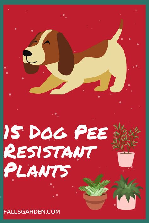 Dog Pee Resistant Plants, Dog Urine Resistant Plants, Plants That Repel Ants, Dog Lawn, Cucumber Plants, Dog Friendly Garden, Outdoor Improvements, Dog Remedies, Dog Urine