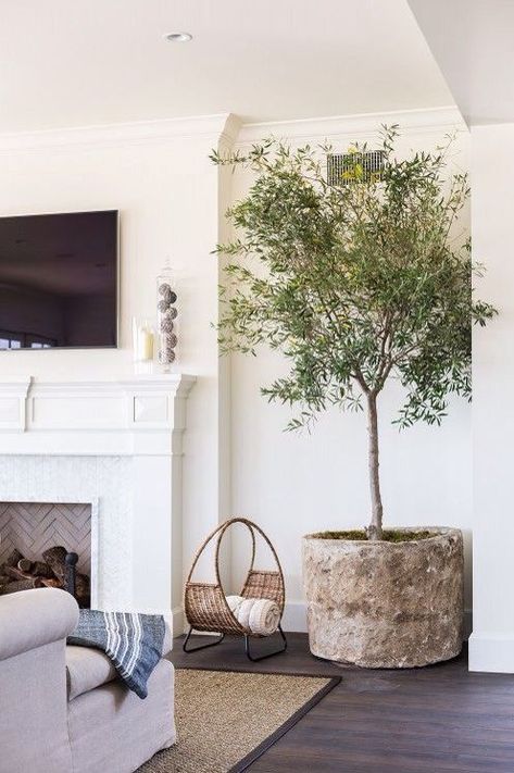 living room decor with fireplace and olive tree Indoor Olive Tree, Tree Interior, Living Room Decor On A Budget, Mediterranean Style Home, Mediterranean Style Homes, Tuscan Kitchen, Indoor Trees, Coastal Living Rooms, Tuscan Decorating