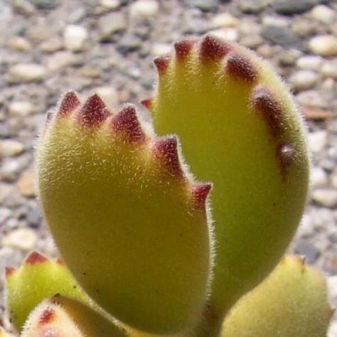 Kroco (@krocodilian) / Twitter Bear Paw Cactus, Bear Paw Plant, Plant Fungus, Bear Claw, Bear Claws, Bear Paw, Bear Paws, So In Love, The Bear