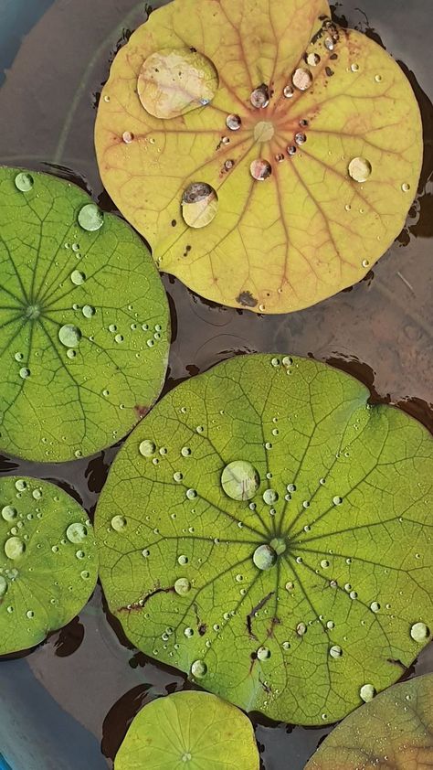 Rain Drop On Lotus Leaf Water Droplet On Leaf, Lotus Leaf Art, Lotus Leaf Photography, Lotus Leaf Drawing, Leaf With Water Drop, Lotus Texture, Leaves On Water, Lotus Flower Leaf, Leaf Composition