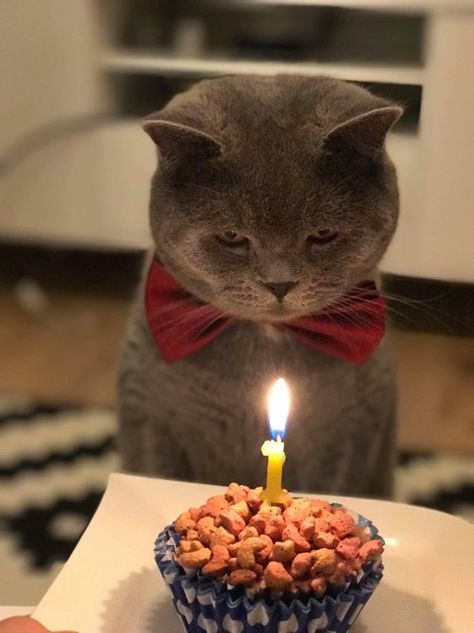 Cat Celebrating, Peanuts Birthday, Cat Birthday Party, Cute Cats Photos, Cat Party, Cat Birthday, Funny Cute Cats, Animal Birthday, Cat Girl