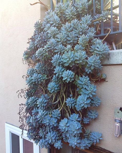 Garden Stream, Low Growing Shrubs, Blue Succulents, Propagating Succulents, Succulents Decor, Succulent Wall, Succulent Gardening, Trailing Plants, Cactus Y Suculentas