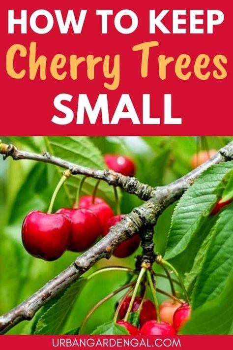 How to Keep Cherry Trees Small - Urban Garden Gal Cherry Tree In Pot, Potted Cherry Tree, Pruning Cherry Trees, Permaculture Berries, Planting Cherry Seeds, Cherry Tree Garden, Planting Cherry Trees, Cherry Tree From Seed, Miniature Fruit Trees