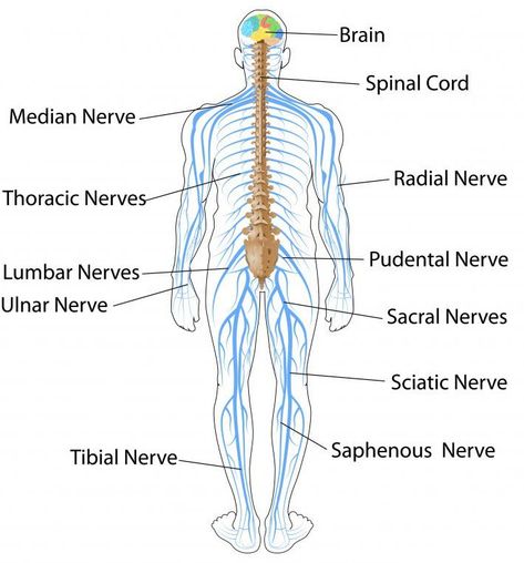 ICSE Solutions for Class 10 Biology - The Nervous System and Sense Organs - A Plus Topper Nervous System Drawing, Brain Biology, Nervous System Parts, Nervous System Diagram, Sense Organs, Nervous System Anatomy, Radial Nerve, Human Nervous System, Ulnar Nerve