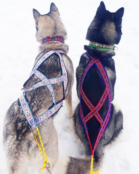 Sled Dog Harness, Dog Pulling Harness, Dog Carting, Dog Harness Pattern, Cute Dog Harness, Dog Cart, Urban Dog, Dog Trailer, Service Dogs Gear