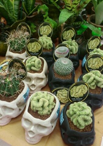 Brains Halloween Poetry, Skull Planter, Gothic Garden, Plants Are Friends, Spooky Szn, Diy Outdoor Decor, Cactus Y Suculentas, Cactus Garden, Different Kinds