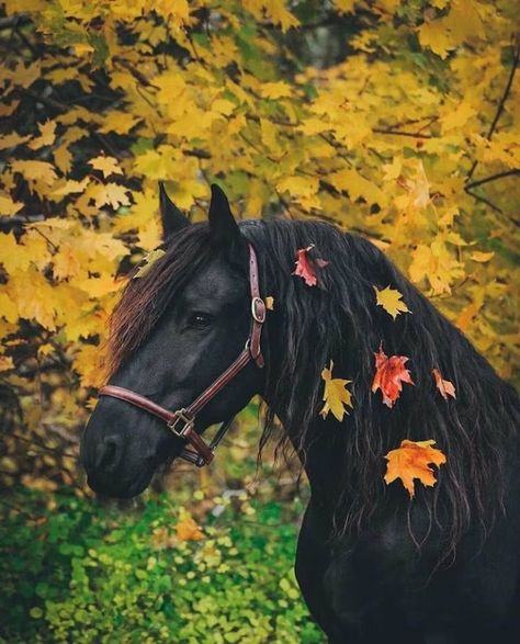 Friesian Horse Photography, Friesian Stallion, Autumn Animals, Horse Wallpaper, Friesian Horse, Horse Quotes, Horse Drawings, Horse Life, Horse Photos