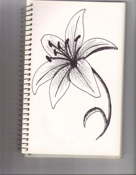 A+lily+flower+by+lyddy666.deviantart.com+on+@DeviantArt Easy Drawings For Beginners, Stargazer Lily, Illustration Botanique, Flower Sketches, Pola Sulam, 3d Drawings, Plant Drawing, Lily Flower, 그림 그리기