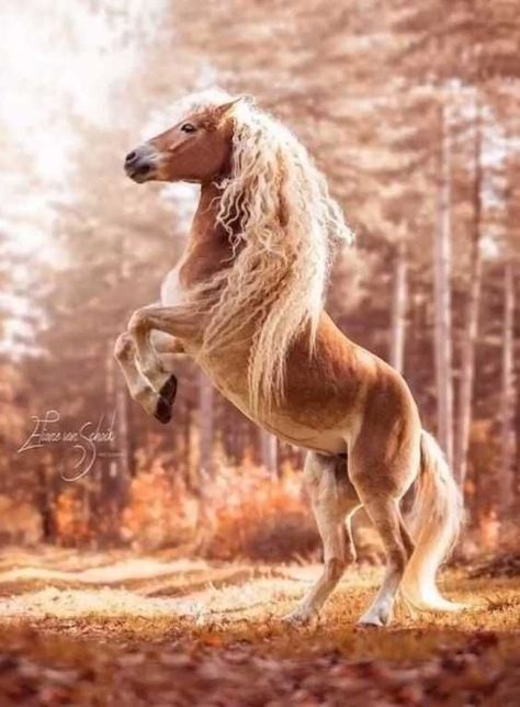 Beautiful horses - Imgur Cavalo Palomino, Haflinger Horse, Regnul Animal, Beautiful Horses Photography, Beautiful Horse Pictures, Palomino Horse, Most Beautiful Horses, Majestic Horse, All The Pretty Horses