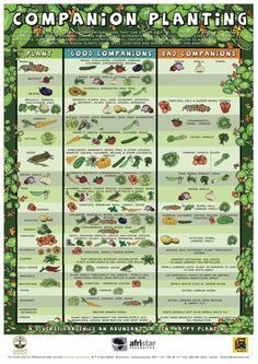 Permaculture Companion Planting! What plants are best to be placed next to each other Companion Planting Guide, Companion Planting Chart, Companion Gardening, Garden Companion Planting, Garden Layout Vegetable, Vegetable Garden Planning, Garden Design Layout, Square Foot Gardening, Veg Garden