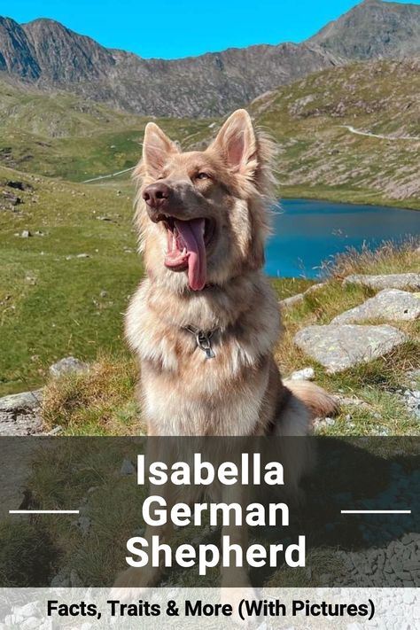 Discover everything you need to know about the Isabella German Shepherd, including their distinctive color and how they compare to traditional German Shepherds. #IsabellaGermanShepherd #DogBreed #DogsAndPuppies German Shepherd Facts, German Shepherds, German Shepherd, Dog Breeds, Dogs And Puppies, Need To Know, Dogs, Color