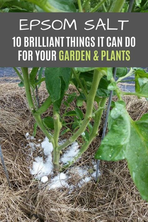 s://gardeningsoul.com/epsom-salt-10-brilliant-things-it-can-do-for-your-garden-plants/ Epsom Salt For Plants, Epsom Salt Garden, Garden Remedies, Garden Types, Veg Garden, Home Vegetable Garden, Epsom Salt, Garden Bed, Veggie Garden